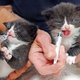 Illustration for article titled Kittens Popcorn and Marshmallow Saved From Fire Thanks to 'Tiny Meow'